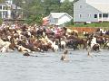 Chincoteague Pony Swim July 2007 063